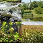 6-buchstaben-antwort-biotop