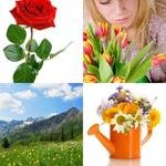 6-buchstaben-antwort-blumen