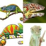 9-buchstaben-antwort-chamÄleon