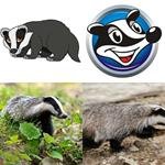 5-buchstaben-antwort-dachs