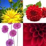 6-buchstaben-antwort-dahlie