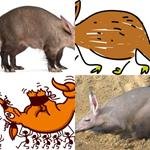 9-buchstaben-antwort-erdferkel