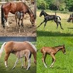 6-buchstaben-antwort-fohlen