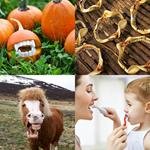 6-buchstaben-antwort-gebiss