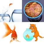 9-buchstaben-antwort-goldfisch