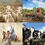 5-buchstaben-antwort-herde