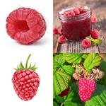 8-buchstaben-antwort-himbeere