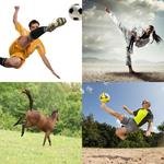 6-buchstaben-antwort-kicken