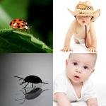 8-buchstaben-antwort-krabbeln