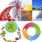 9-buchstaben-antwort-kreislauf