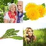 9-buchstaben-antwort-lÖwenzahn