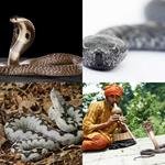 6-buchstaben-antwort-natter