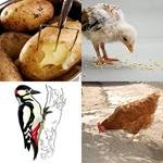 6-buchstaben-antwort-picken