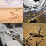 9-buchstaben-antwort-reptilien