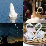 6-buchstaben-antwort-schwan