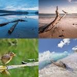 9-buchstaben-antwort-treibholz