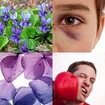 8-buchstaben-antwort-veilchen