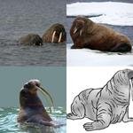 7-buchstaben-antwort-walross